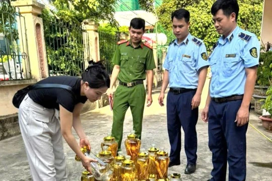 Phạt 62 triệu đồng chủ cơ sở bán rượu sâm không nguồn gốc