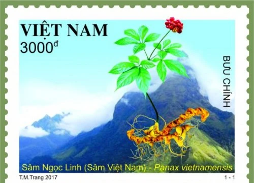 Mẫu tem Sâm Ngọc Linh