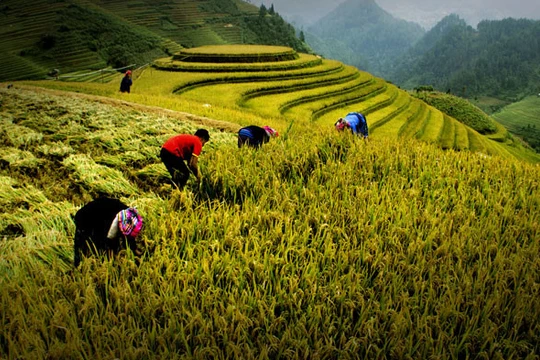 Tác phẩm Gặt lúa nếp ở Mù Cang Chải - tác giả Nguyễn Hữu Thanh tham dự Cuộc thi ảnh di sản Việt Nam 2016, đoạt giải nhì chủ đề "Ảnh di sản Việt Nam"