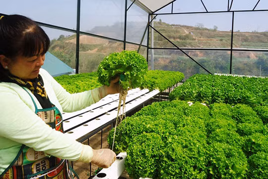 Trồng xà lách thủy canh thành công ở Trang trại Kim Bằng, Đà Lạt. Ảnh minh hoạ: Internet