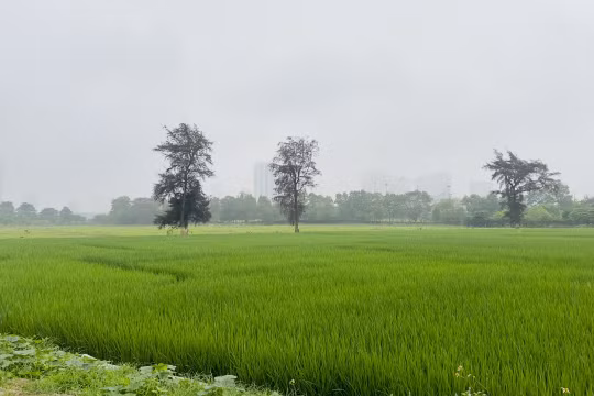 Luật đất đai 2024 quy định 4 trường hợp đất lấn, chiếm sẽ được xem xét cấp sổ đỏ. 