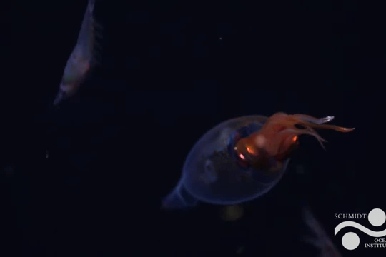 Tin nóng KHCN 17/4: Lần đầu quay được mực khổng lồ sống trong tự nhiên ở độ sâu 600 mét