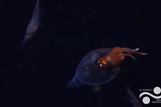Tin nóng KHCN 17/4: Lần đầu quay được mực khổng lồ sống trong tự nhiên ở độ sâu 600 mét