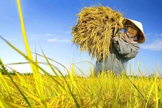 Agribank tích cực giải ngân cho đề án 1 triệu héc-ta lúa chất lượng cao