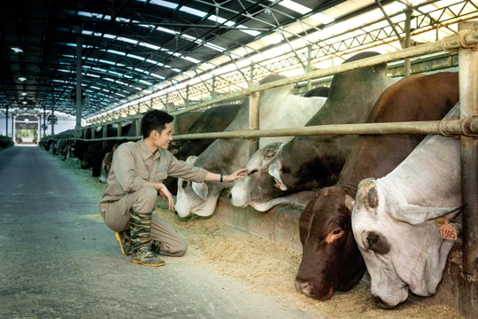 Hòa Phát dẫn đầu nhập khẩu bò Úc, sản lượng nửa đầu năm tăng 115%