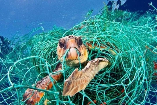 Một con rùa biển mắc kẹt trong một chiếc lưới nhựa bị vứt bỏ dưới đáy biển. Ảnh: National Geographic