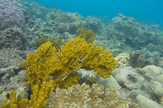 Một rạn san hô ở đại dương. Ảnh: Nasa