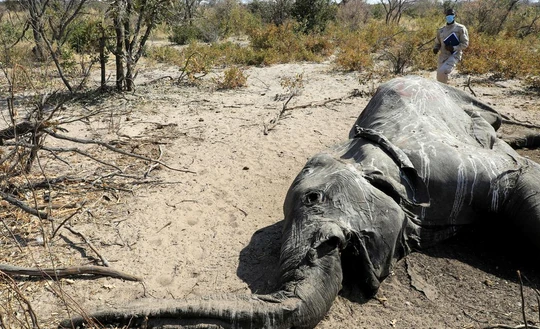 Hơn 350 con voi chết hàng loạt ở Botswana. Ảnh: REUTERS