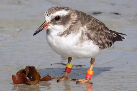 Loài chim quý hiếm liên tục biến mất ở New Zealand. Ảnh: Dave Houston