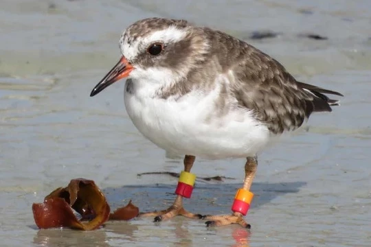 Loài chim quý hiếm liên tục biến mất ở New Zealand. Ảnh: Dave Houston