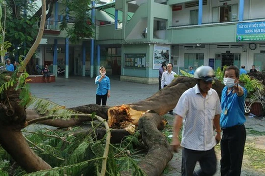 Phượng cổ thụ bật gốc đè 1 học sinh tử vong. Ảnh: Tuổi Trẻ