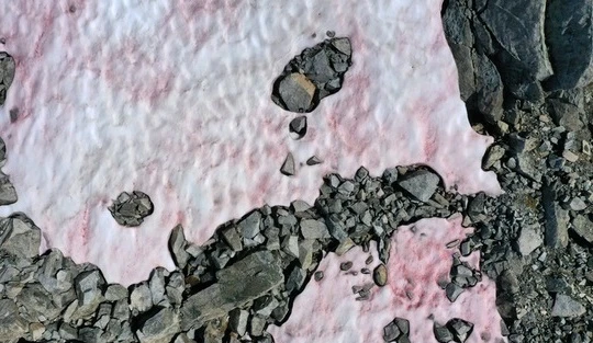 Băng tuyết màu hồng xuất hiện trên dãy Alps. Ảnh: RTE