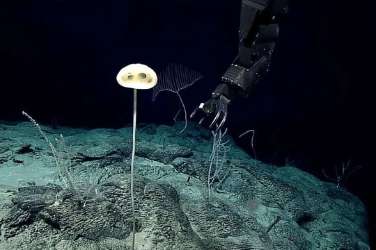 Bọt biển thủy tinh mới có tên gọi Advhena magnifica. Ảnh: IFL Science