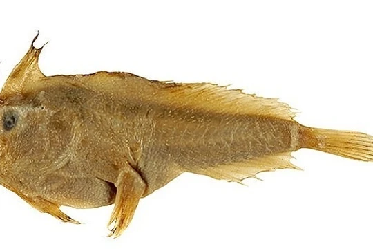 Mẫu vật cá tay trơn ở bảo tàng. Ảnh: Flickr.