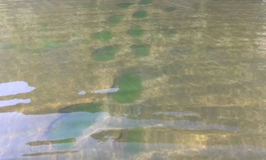 Tảo lục nở hoa. Ảnh: Isabelle Oleksy