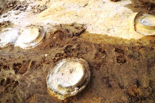 Hóa thạch Cúc đá. Ảnh: Nguyễn Quang Tuệ