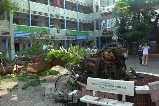 Cây cổ thụ bật gốc đè học sinh tử vong sáng nay (26/5). Ảnh: Tiền Phong