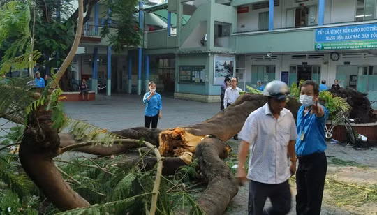 Phượng cổ thụ bật gốc đè 1 học sinh tử vong. Ảnh: Tuổi Trẻ