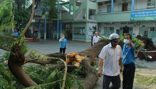 Phượng cổ thụ bật gốc đè 1 học sinh tử vong. Ảnh: Tuổi Trẻ