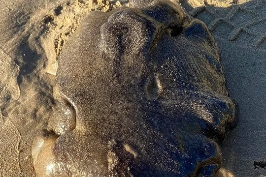 Vật thể được cho là long diên hương quý hiếm. Ảnh: Chronicle