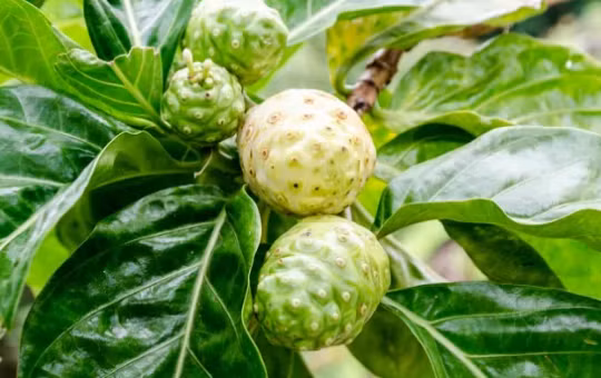 Quả nhàu khi chưa chín. Ảnh: Food