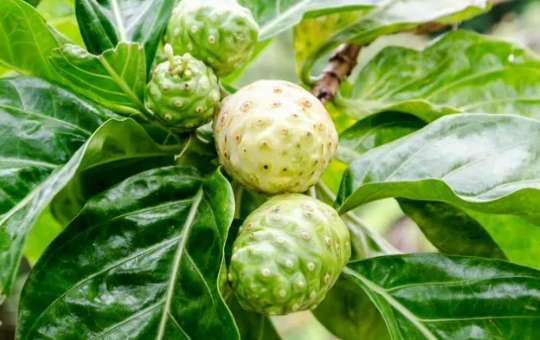 Quả nhàu khi chưa chín. Ảnh: Food
