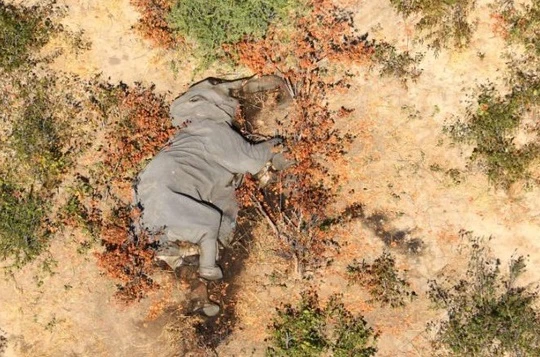 Điều tra nguyên nhân gây ra cái chết bí ẩn của những con voi ở Botswana. Ảnh: CNN
