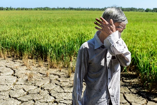 Nông dân khóc ròng trong hạn mặn 2020. Ả: Vietnamnet