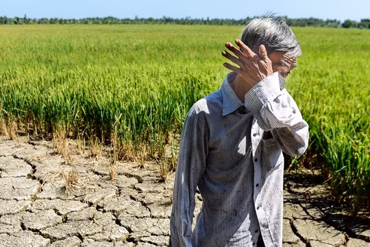 Nông dân khóc ròng trong hạn mặn 2020. Ả: Vietnamnet