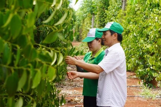 Ba kịch bản với "vàng đen" Việt Nam khi Mỹ áp thuế quan mới