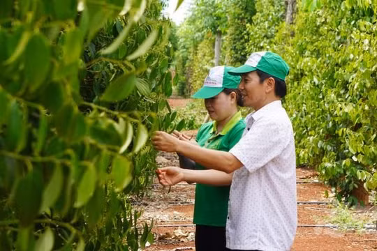 Ba kịch bản với "vàng đen" Việt Nam khi Mỹ áp thuế quan mới