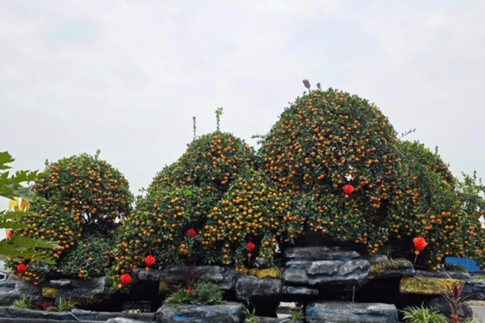 Độc lạ bể quất non bộ "khổng lồ" ở Hưng Yên