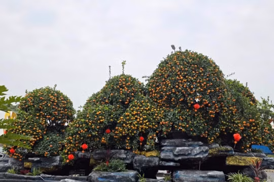 Độc lạ bể quất non bộ "khổng lồ" ở Hưng Yên