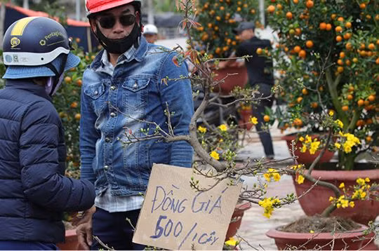 Chợ hoa Tết Đà Nẵng bán đồng giá mai xuân 500 nghìn đồng/chậu vẫn ế khách.