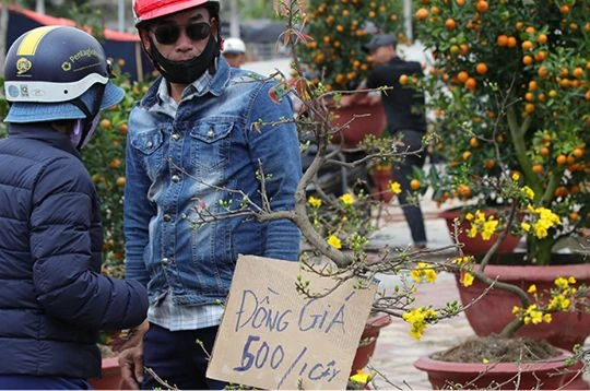 Chợ hoa Tết Đà Nẵng bán đồng giá mai xuân 500 nghìn đồng/chậu vẫn ế khách.