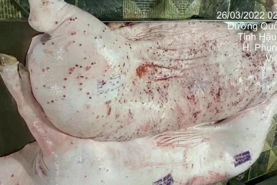 Nóng: Hình ảnh 'tố' heo bệnh tại C.P. Việt Nam là thật, được chụp tại cơ sở gia công