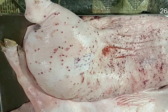Heo bệnh tại cơ sở gia công cho C.P. Việt Nam sao lại có dấu được lưu thông?