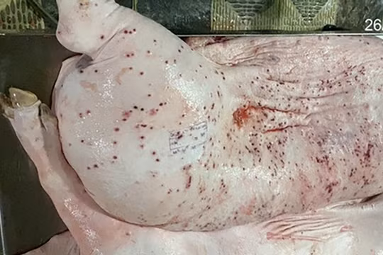 Heo bệnh tại cơ sở gia công cho C.P. Việt Nam sao lại có dấu được lưu thông?