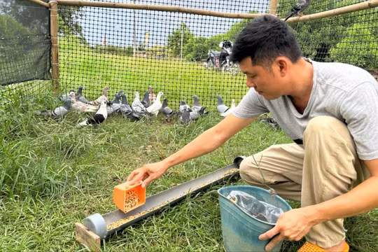 800 cánh chim miền Nam sẽ tung bay trên bầu trời Ba Đình ngày Quốc khánh thế nào?