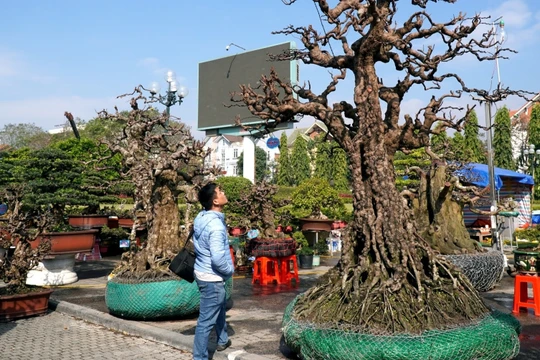 Cây khế sần sùi được chủ nhân "treo" giá 2,2 tỷ đồng