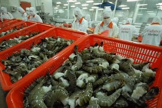 Thị trường Australia có yêu cầu rất cao về tôm tươi - (Ảnh minh họa).