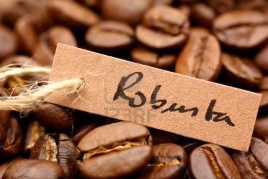 Việt Nam xuất khẩu cafe vối lớn nhất thế giới nhưng không có thương hiệu cụ thể - (Ảnh minh họa).