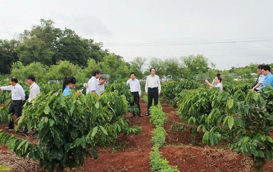 Tây Nguyên dự định tái canh, ghép cải tạo 19.000 ha cà phê trong mùa mưa năm nay - (Ảnh minh họa)
