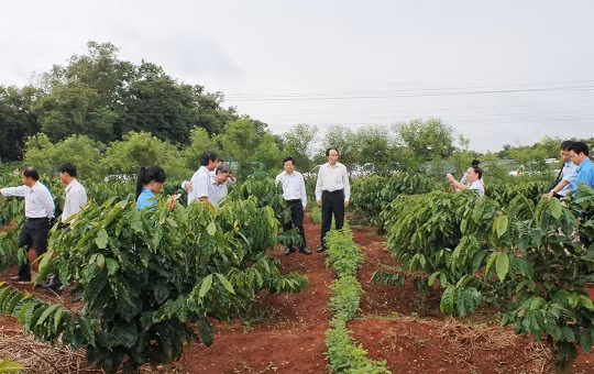Tây Nguyên dự định tái canh, ghép cải tạo 19.000 ha cà phê trong mùa mưa năm nay - (Ảnh minh họa)