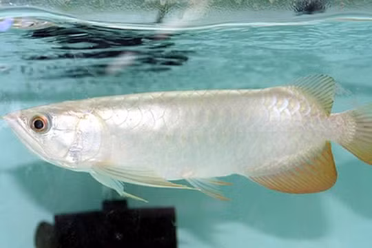 Cá rồng Platinum có giá không dưới 400.000 USD/con