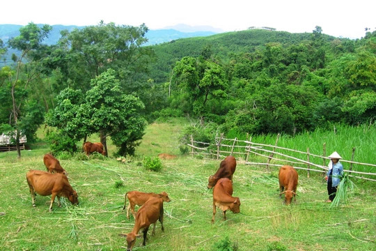 Ảnh minh họa. Nguồn Internet