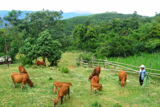 Ảnh minh họa. Nguồn Internet