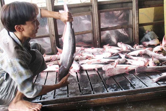 Ảnh minh họa. Nguồn Internet