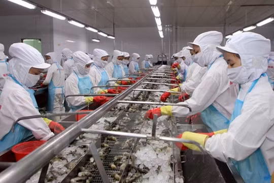 Xuất khẩu tôm cả năm ước đạt hơn 3 tỷ USD - (Ảnh minh họa)