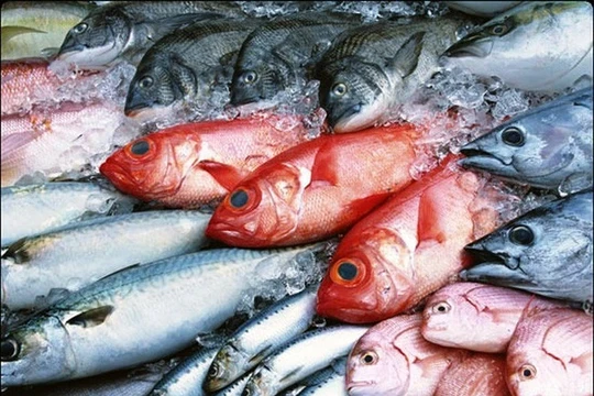 Chính phủ hỗ trợ giải quyết ngay lượng hàng hải sản tồn kho- (Ảnh minh họa).